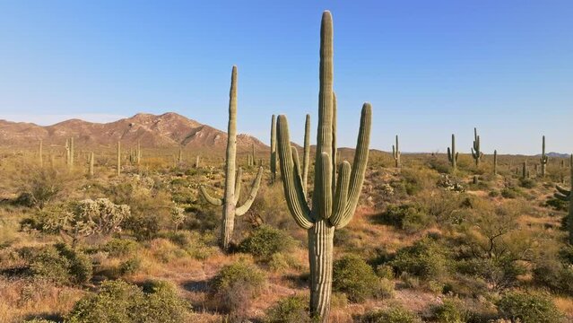 Aerial view flying over hilly cactus forest