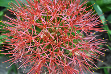 Close up view of an inflorescence of a fireball lily plant