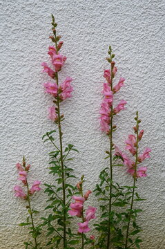 Pink snapdragons flowers in front of white wall in the garden in spring
