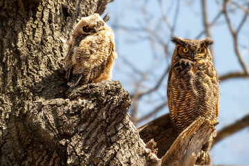 owl in a tree