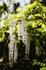 spring in the forest