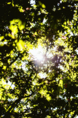 sun shining through the trees