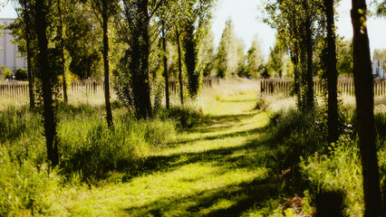 Fototapeta premium sunset in the forest