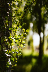 sunlight in the forest