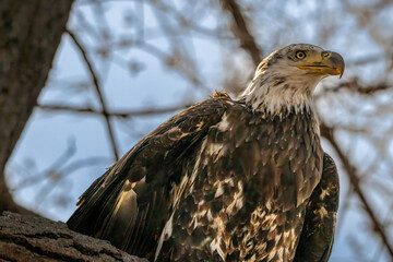 Juvenal Bald eagle