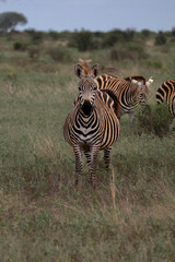 zebra in the grass