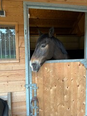 Adorable horse in stable. Lovely domesticated animal