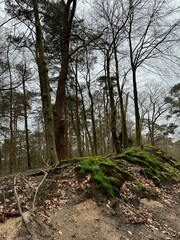 Beautiful trees, fallen leaves and green moss in forest