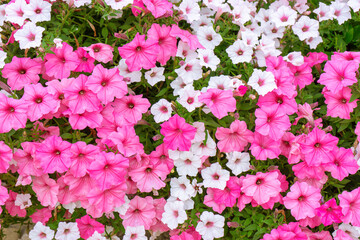 Pink and white mix of Petunia flower background, purple Petunias in the pot, landscape design, decor. Lush blooming colorful common garden petunias in city park. Wallpaper, backdrop - obrazy, fototapety, plakaty