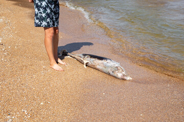 A man found a dead, decomposing dolphin washed up on a sandy seashore. Ecology and fauna of the sea