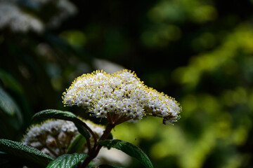 biały kwiat Kalina sztywnolistna, kwitnąca kalina, blooming viburnum, Viburnum rhytidophyllum,...