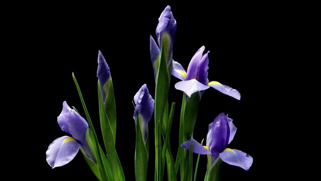 Time-lapse video of blue iris flowers blooming