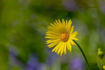 Selective focus of yellow flowers, Doronicum (Leopard's bane) is a genus of sunflower, Produce yellow daisy-like flowerheads in spring, Herbaceous perennials, Family of Asteraceae, Natural background.