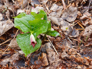 Red Trilium in early Spring