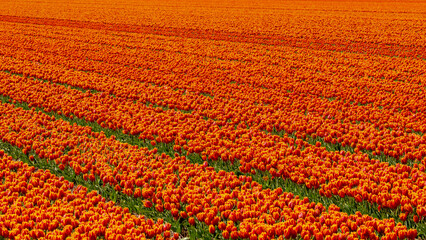 Row or line of orange tulips flowers with green leaves on the field in countryside farm, Tulips are...