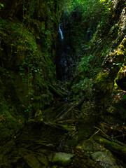 image of lush green nature in spring