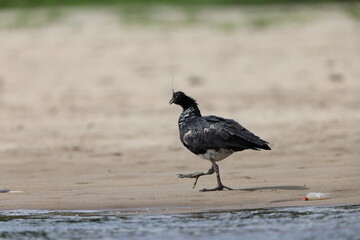 The horned screamer (Anhima cornuta) is a member of a small family of birds, the Anhimidae, which occurs in wetlands of tropical South America.  This photo was taken in Colombia.