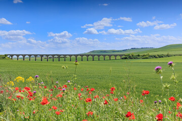  Springtime: hilly landscape with green wheat fields and viaduct. View of the Bridge of 21 Arches, the ghost railway bridge near Spinazzola town in Apulia, Italy.