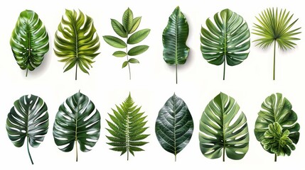 Isolated tropical leaves of different plants on white background. Set of exotic foliage of various sizes and colors. Colorful realistic illustration.