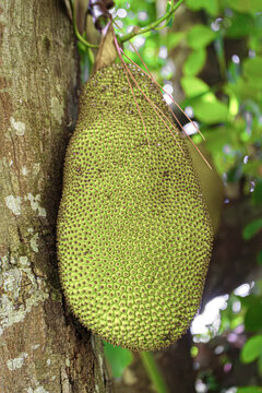 La yaca es una fruta de gran tama&ntilde;o