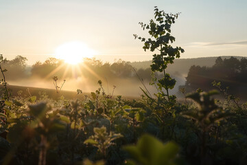 nature at the morning