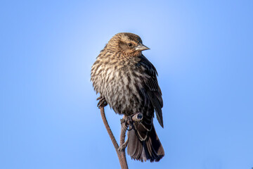 Small red-winged black bird perched on tree branch.