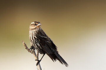 Small red-winged black bird perched on tree branch.