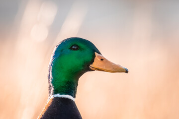 Profile portrait of a mallard