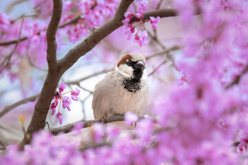 Small bird in colorful purple tree