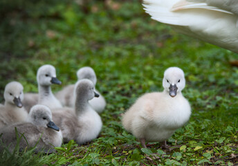 some cute baby swans are cleaning their plumage in the meadow