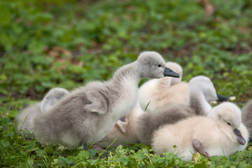 some cute baby swans are cleaning their plumage in the meadow