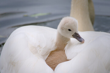 one young swan is riding in the mothers plumage