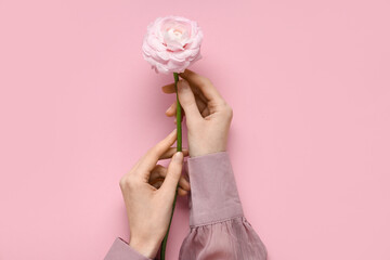 Female hands with beautiful ranunculus flower on pink background