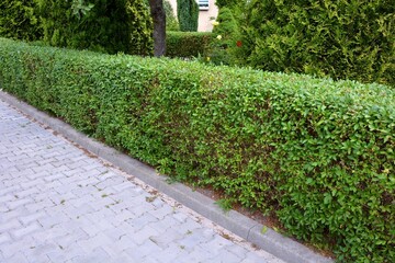 Low, trimmed hedge at the beginning of summer