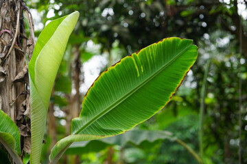 Banana leaf on a beautiful natural background