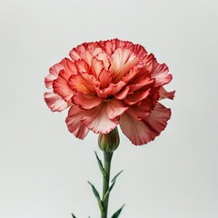 flowers on a white background