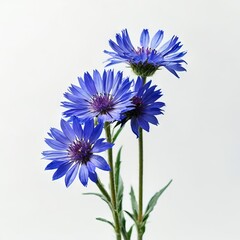 flowers on a white background