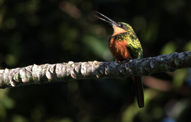 Rufous-tailed Jacamar: Female