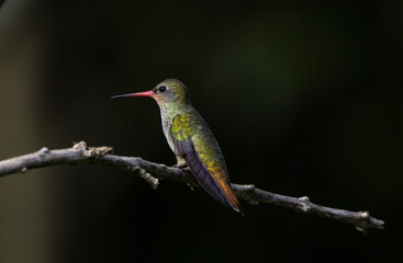 Gilded Hummingbird