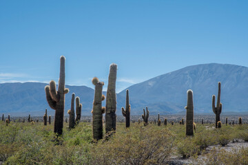 A view of Los Cardones National Park in Salta, Argentina