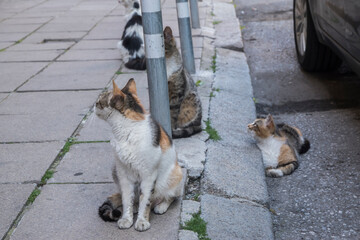 Adorable tortoiseshell stray street cats on street sidewalk closeup