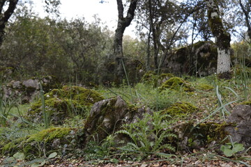 PARQUE NATURAL SIERRA DE LAS NIEVES . ANDALUCIA. ESPAÑA. 