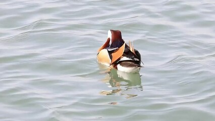 Beautiful Mandarin Duck Swimming in the lake