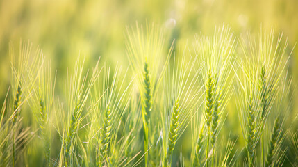Fototapeta premium Serene image capturing the gentle sway of green wheat stalks backlit by the golden rays of the sun during a tranquil sunrise, symbolizing growth and the beauty of agriculture