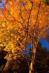 Brilliant and colorful autumn foliage brighten a sunny fall day in New England