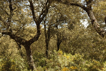PARQUE NATURAL SIERRA DE LAS NIEVES . ANDALUCIA. ESPAÑA. 