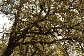 PARQUE NATURAL SIERRA DE LAS NIEVES . ANDALUCIA. ESPAÑA. 