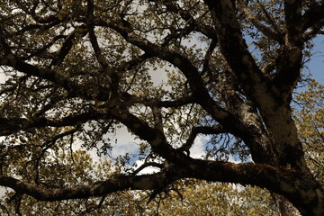 PARQUE NATURAL SIERRA DE LAS NIEVES . ANDALUCIA. ESPAÑA. 