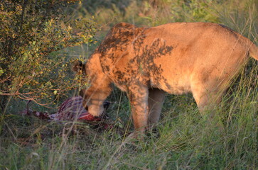 Lion king of the Jungle at South Africa Safari