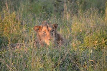 Lion king of the Jungle at South Africa Safari